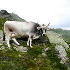 Tiroler Grauvieh vom silbernen Wipptaler Schlag auf der Alm im Navistal (Tyrolean Grey cattle)