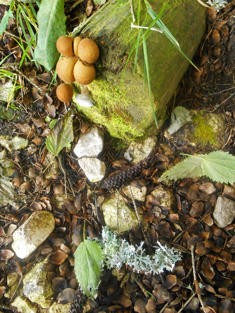 Tiroler Herbstfund