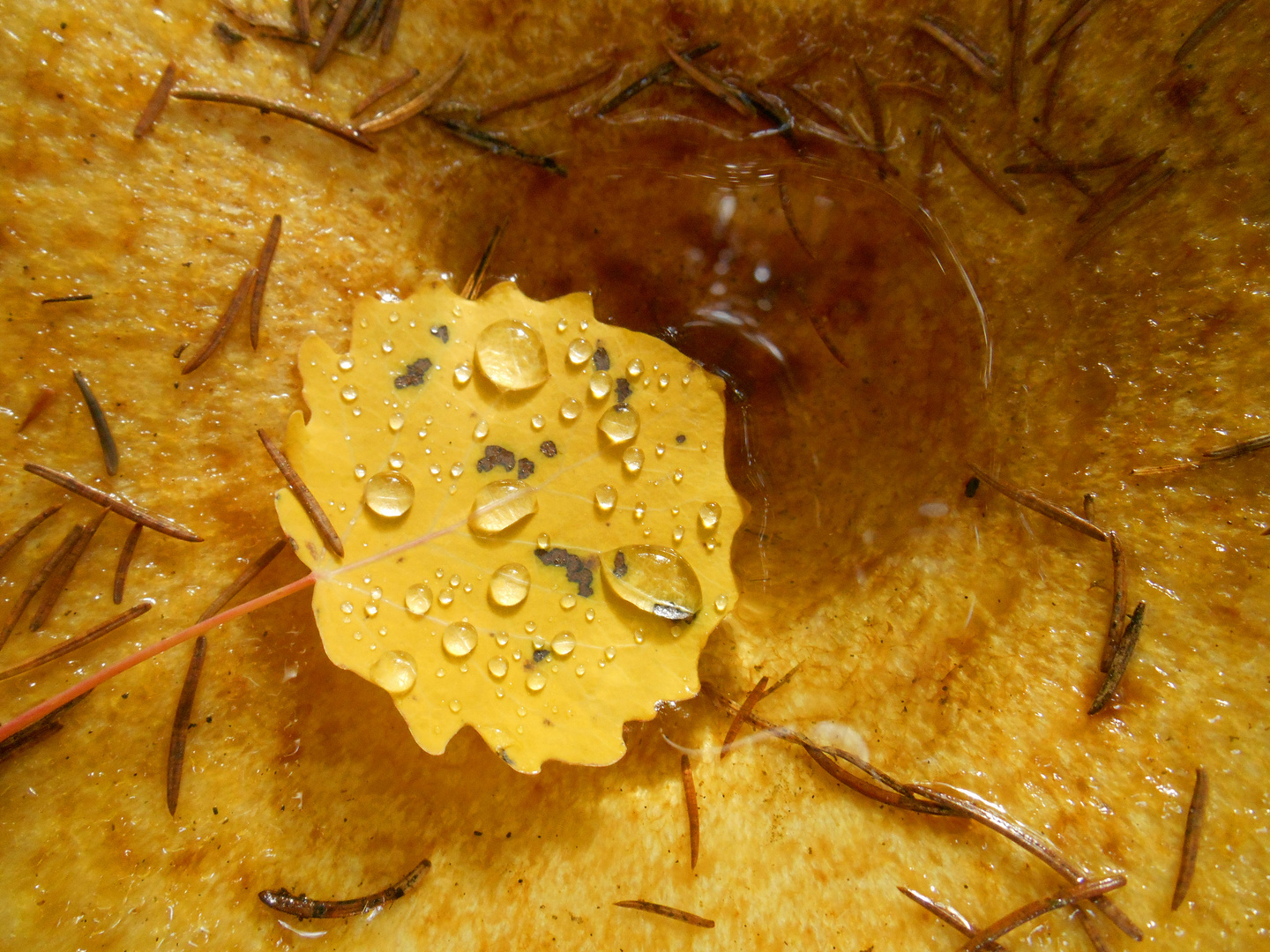 Tiroler Herbstgold