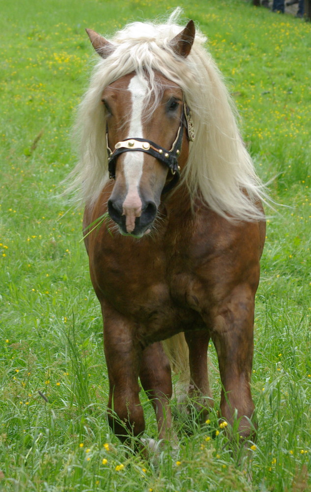 Tiroler Norikerhengst