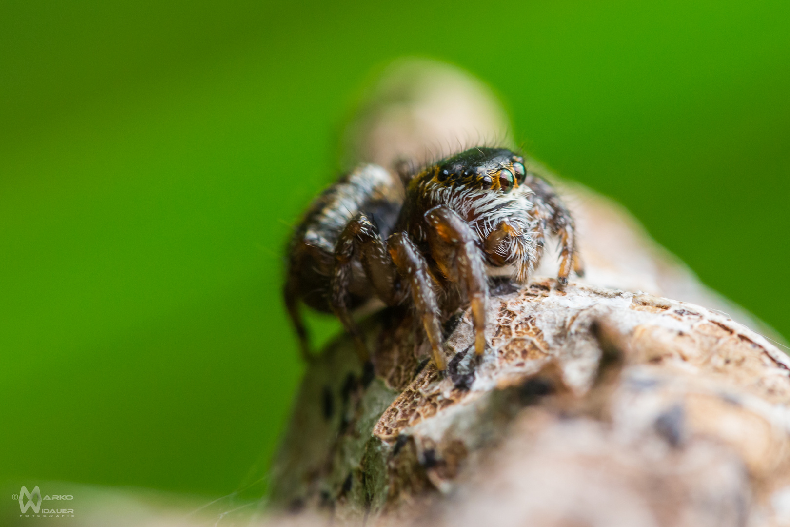 tiroler sprung spinne