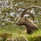 Tiroler Steinbock