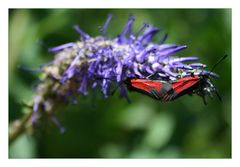 Tiroler -  Thymian-Widderchen bei der Paarung...