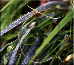 Tiroler Wassertropfen