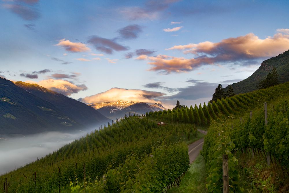 Tiroler Wein