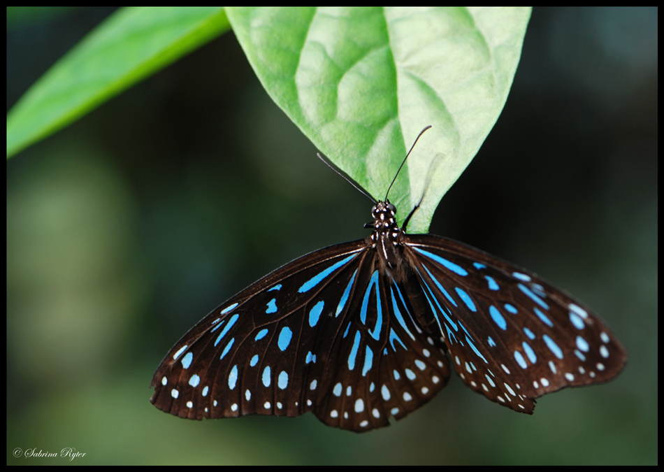 Tirumala septentrionis