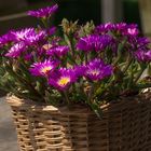 Tischblumen im Sonnenschein