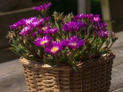 Tischblumen im Sonnenschein