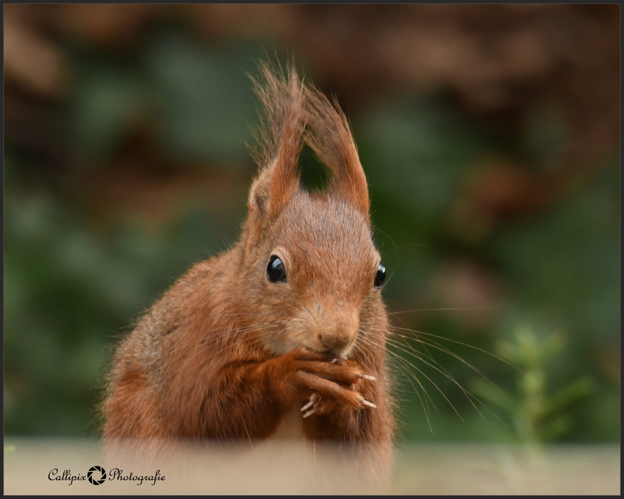 Tischgebet Foto & Bild tiere, wildlife, säugetiere Bilder auf