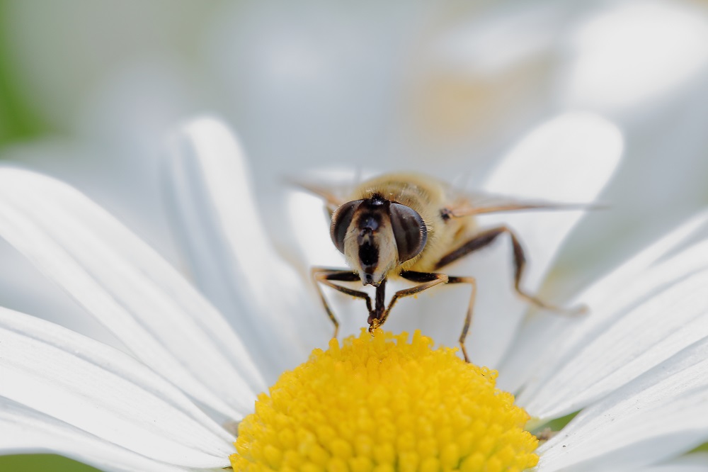 Tischgebet einer Schwebfliege