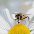 Tischgebet einer Schwebfliege