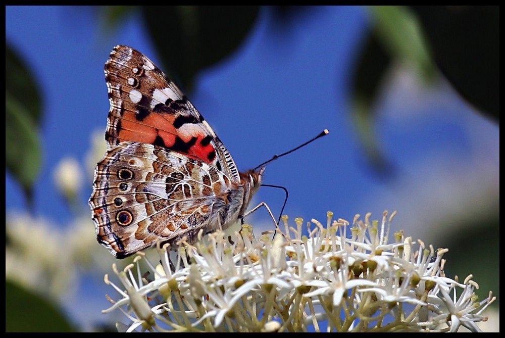 Tischlein deck dich Foto & Bild | tiere, wildlife ...