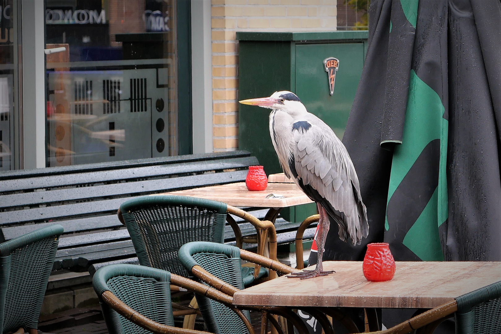 Tischreiher in Amsterdam