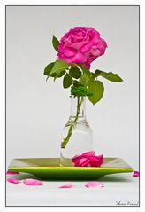 Tischschmuck mit Rose