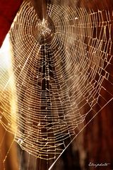 Tissage dans la lumière