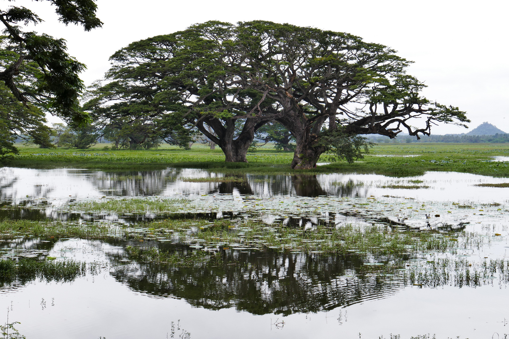 ...Tissamaharama See... Foto & Bild world, bäume, see Bilder auf