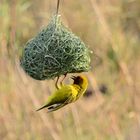 Tisserin d'Afrique du Sud