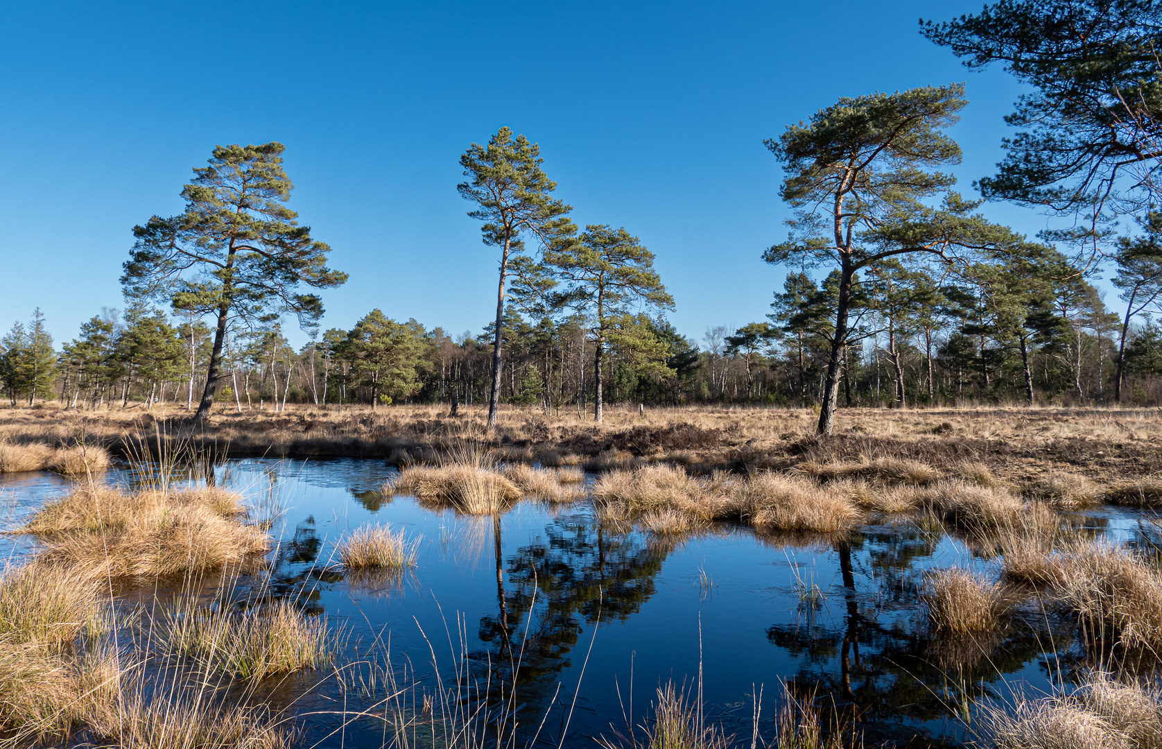 Tister Bauernmoor