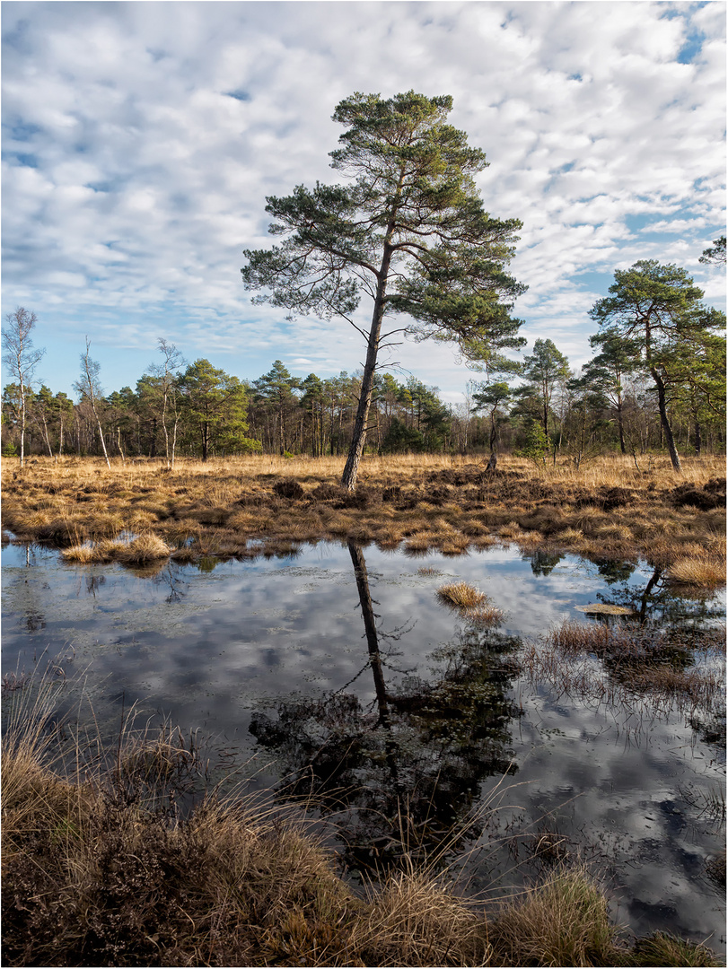 Tister Bauernmoor