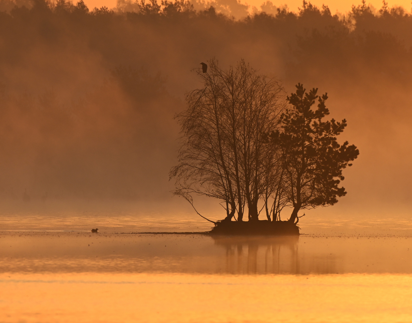 Tister Bauernmoor bei Sonnenaufgang im Nebel