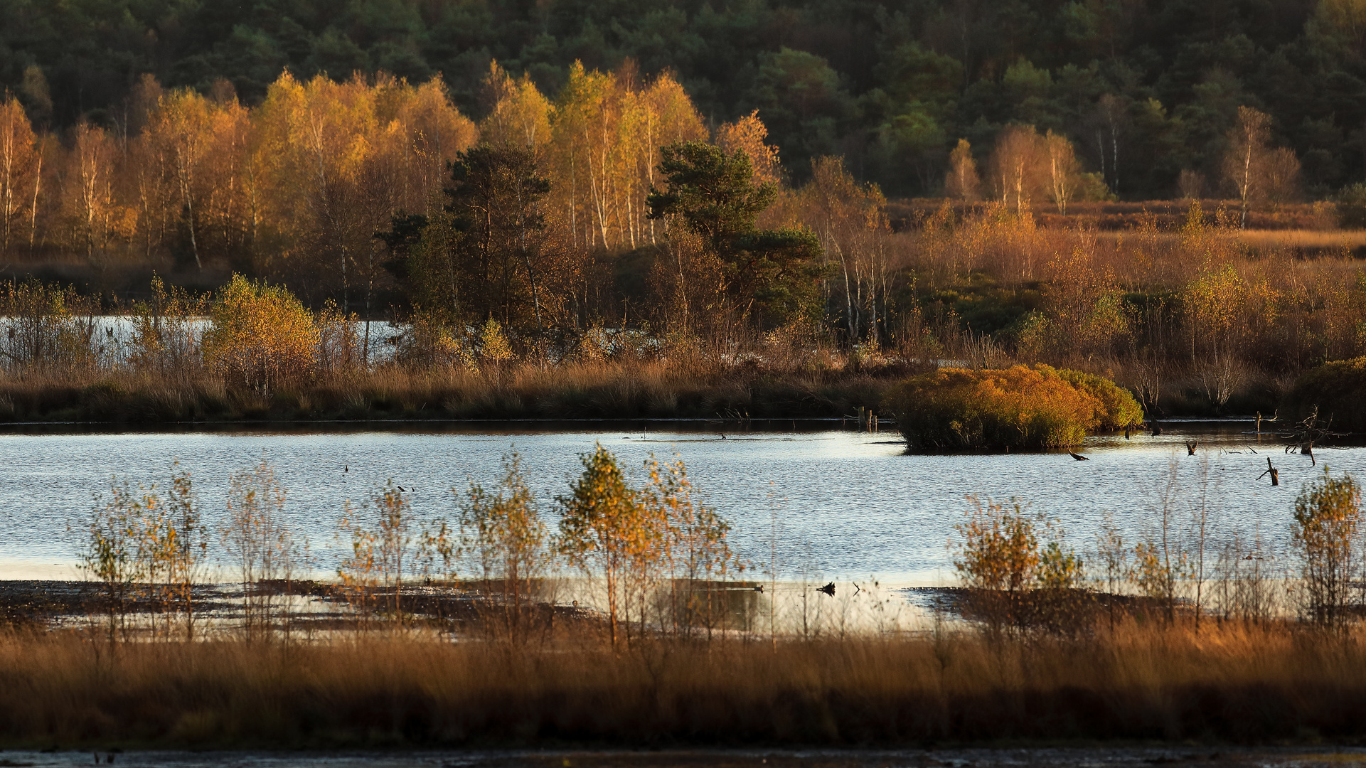 Tister Bauernmoor