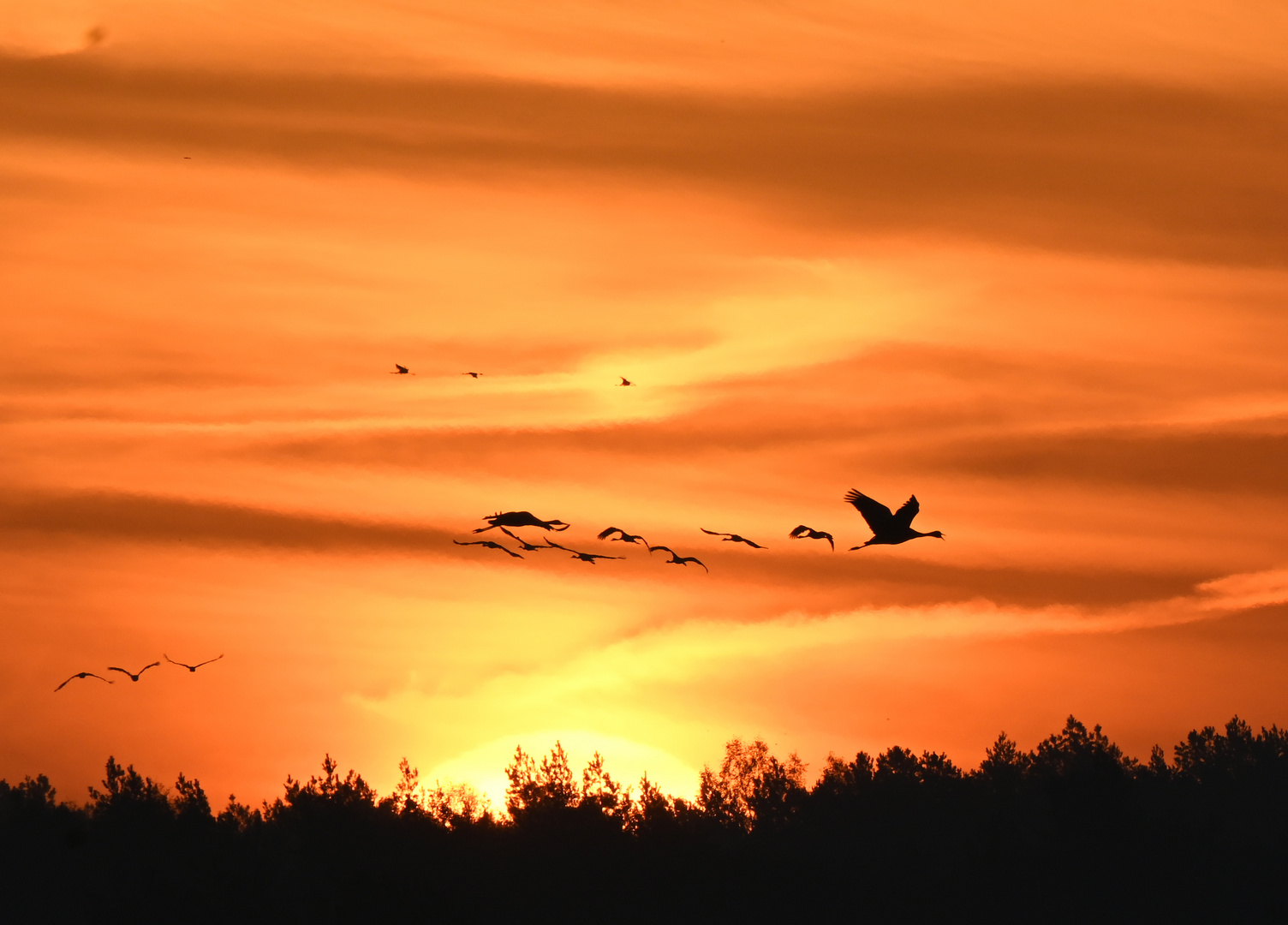 Tister Bauernmoor Foto & Bild natur, tiere, vögel Bilder auf
