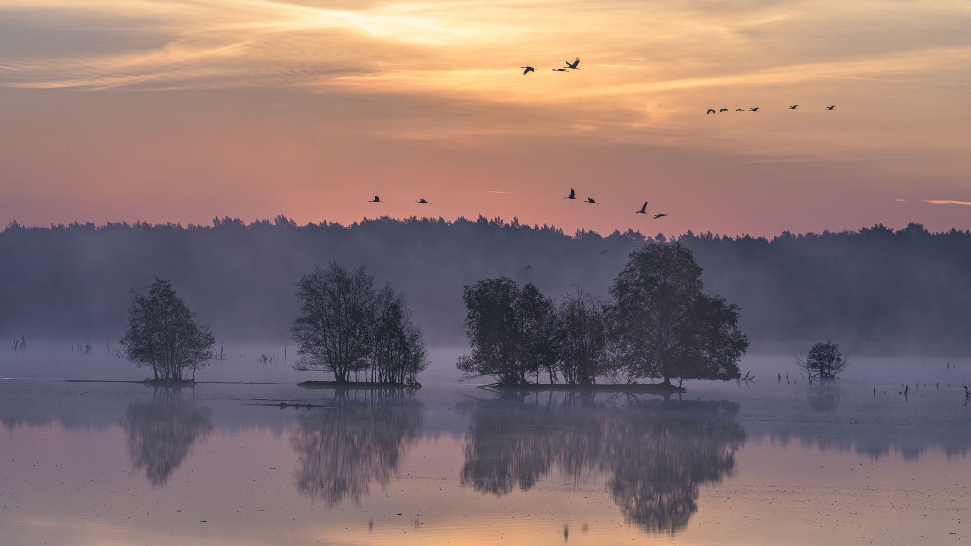 Tister Bauernmoor einige fliegen schon