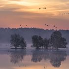 Tister Bauernmoor einige fliegen schon