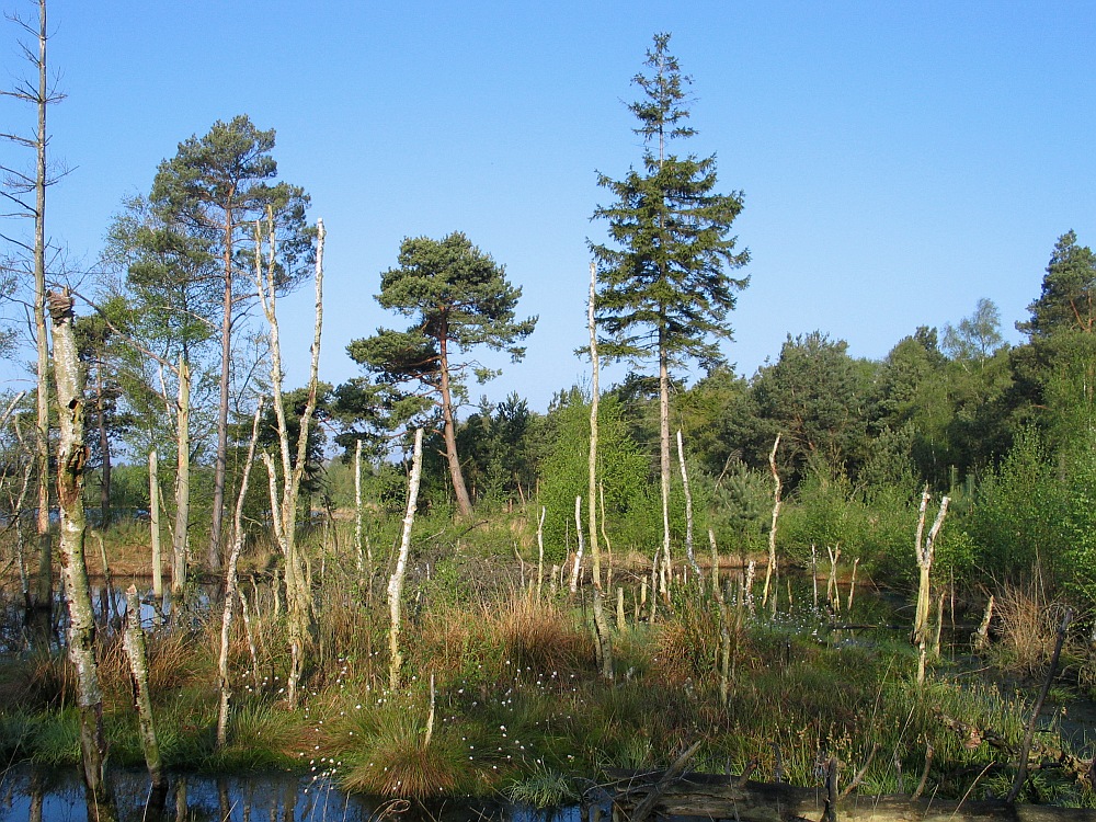 Tister Bauernmoor im Morgenlicht I