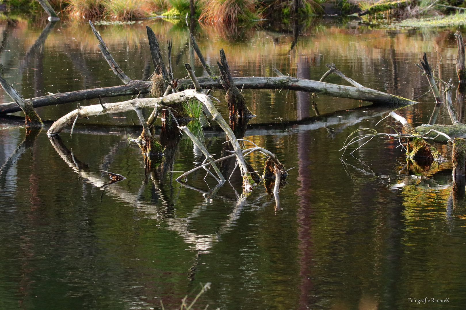 Tister Bauernmoor - Spiegelung -