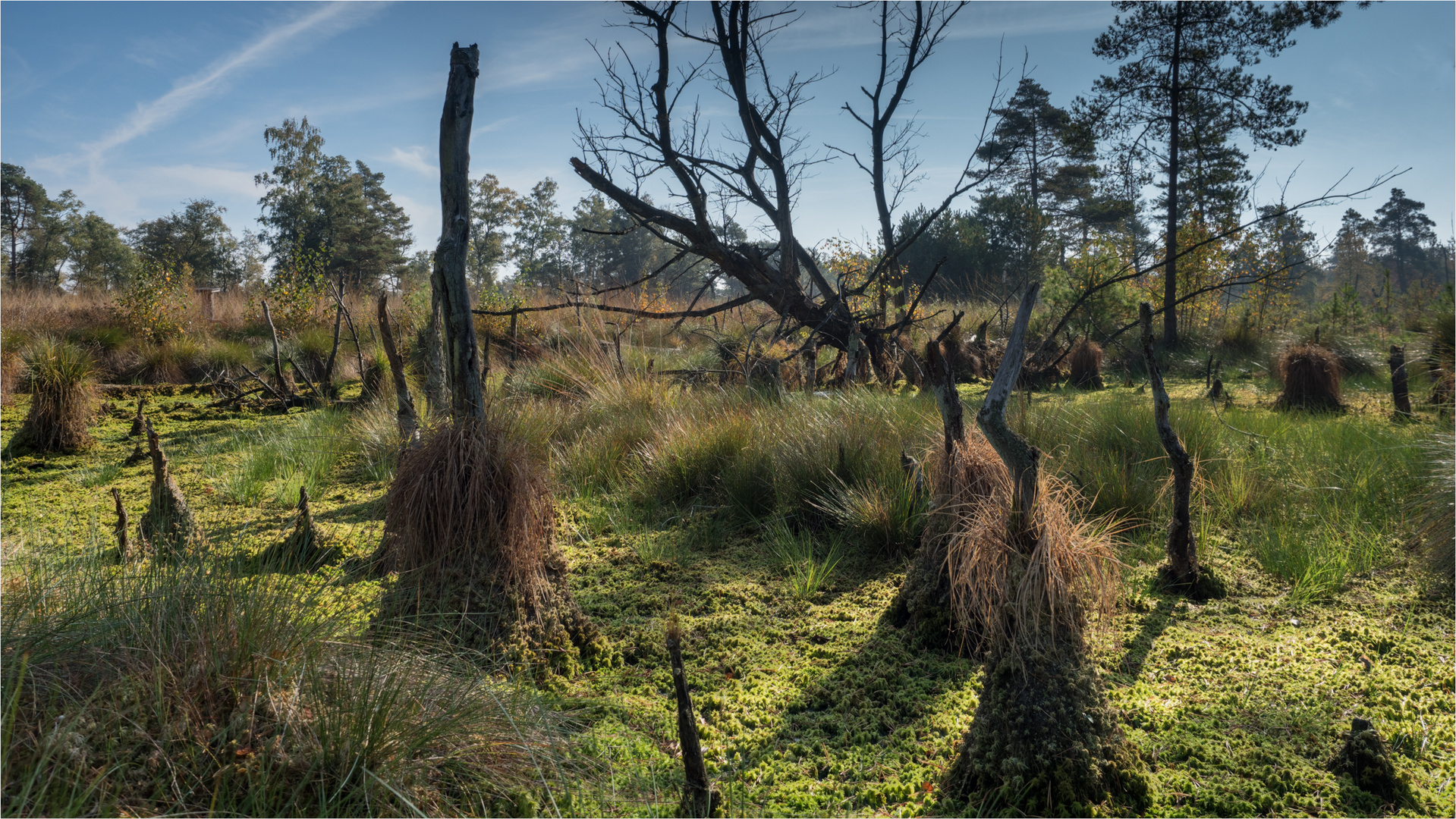 Tister Moor Sittensen