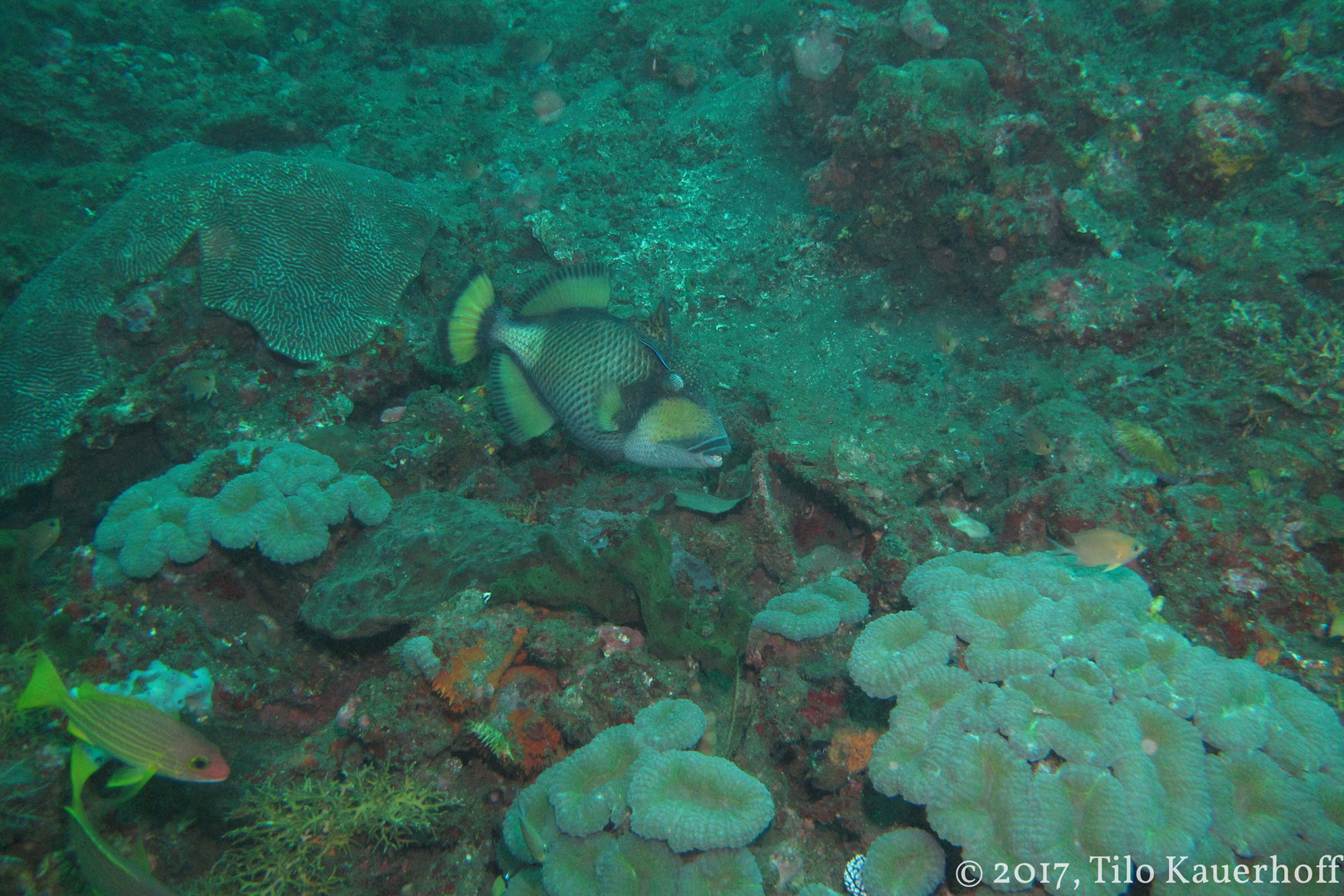 Titan Triggerfish