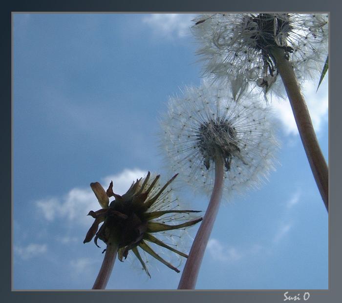 Titan und Zwerg - Pusteblumen