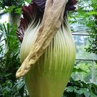 Titanenwurz Amorphophallus titanum 