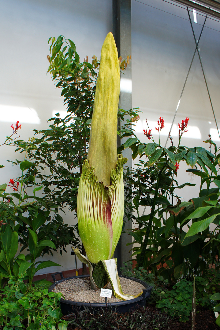 Titanenwurz - Blüte 2013 Leipzig #2