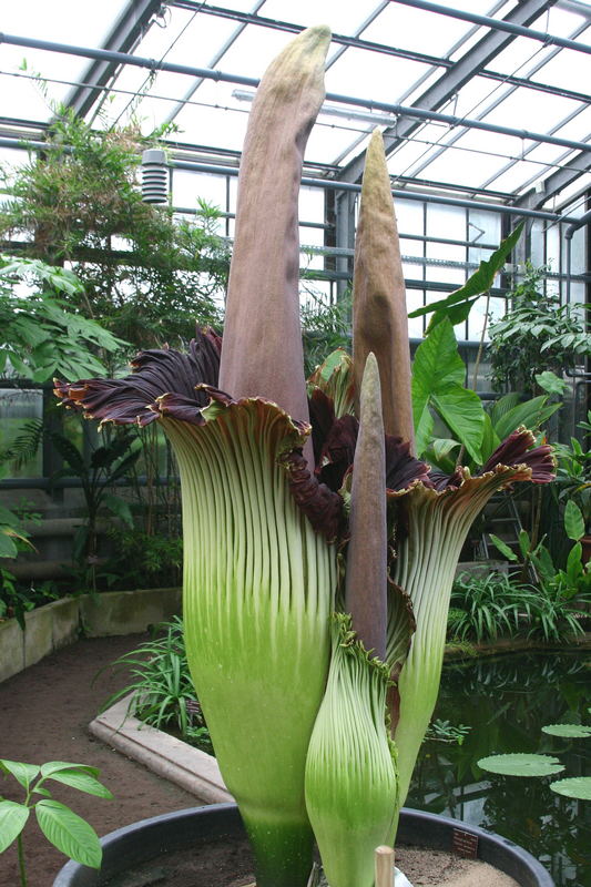 Titanenwurz Botanischer Garten Bonn