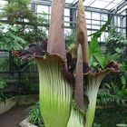 Titanenwurz Botanischer Garten Bonn