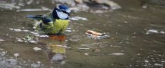 TITE BLEUE AU BAIN