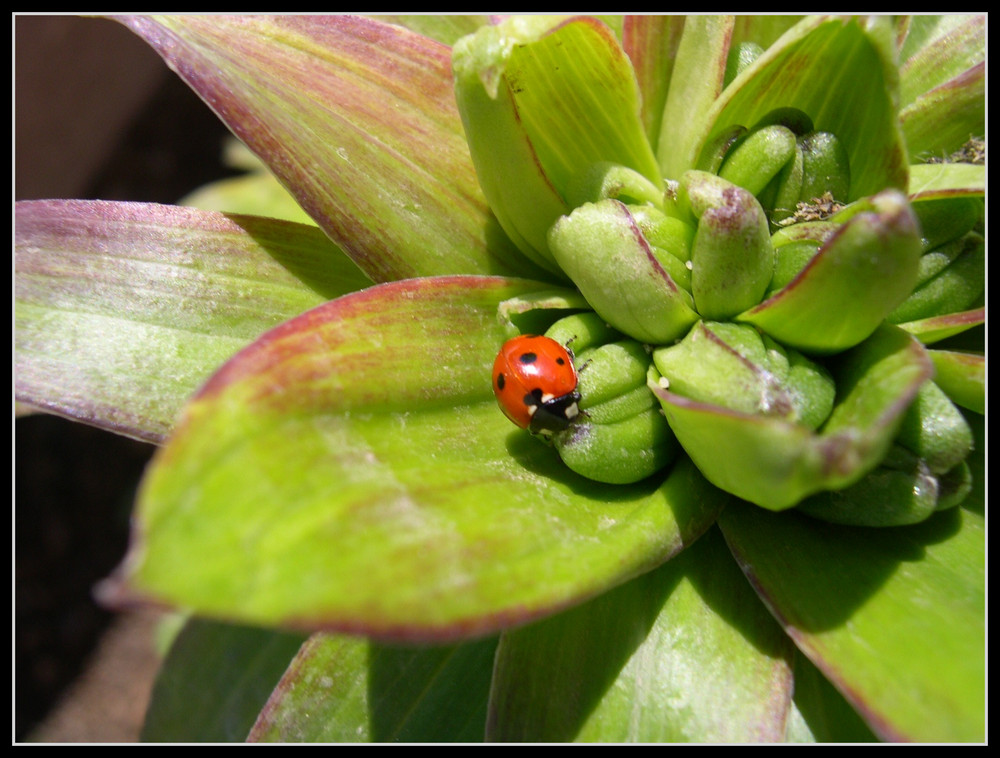 Tite coccinelle