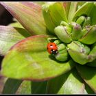 Tite coccinelle