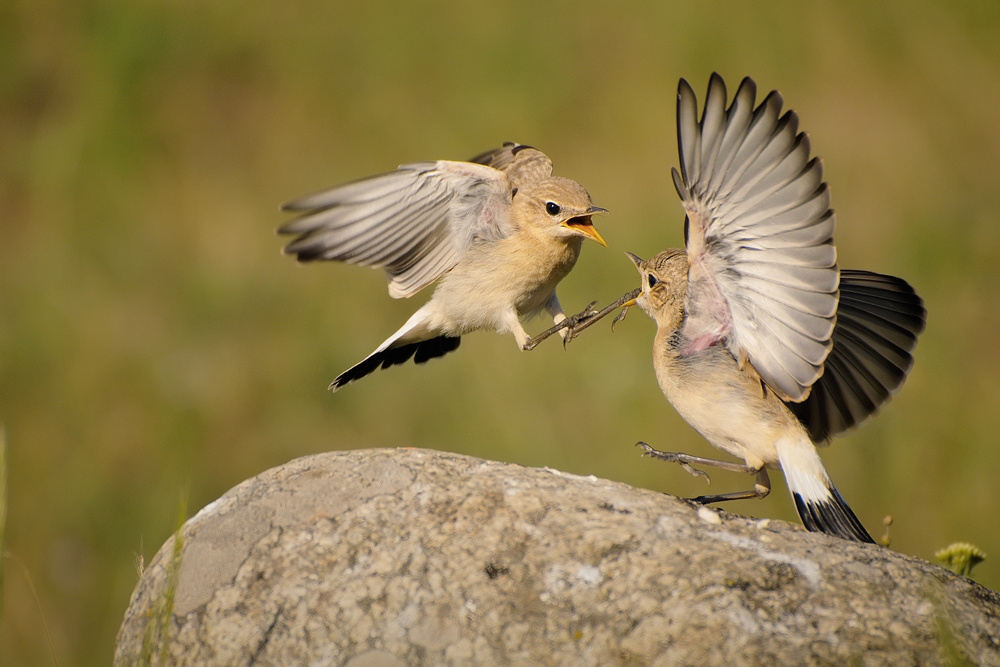 Titelkampf im Federgewicht, (Isabelline whetear)