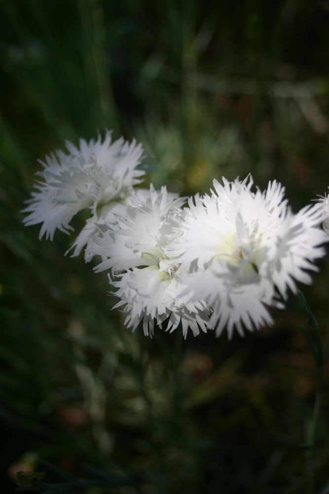 tites fleurs blanches 2