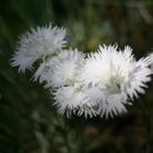 tites fleurs blanches 2