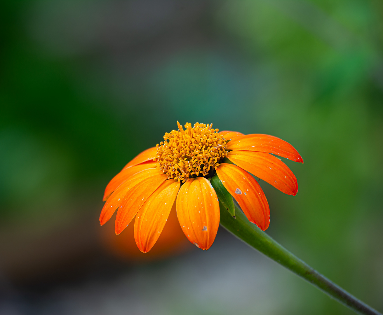 Tithonia rotundifolia