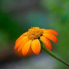 Tithonia rotundifolia