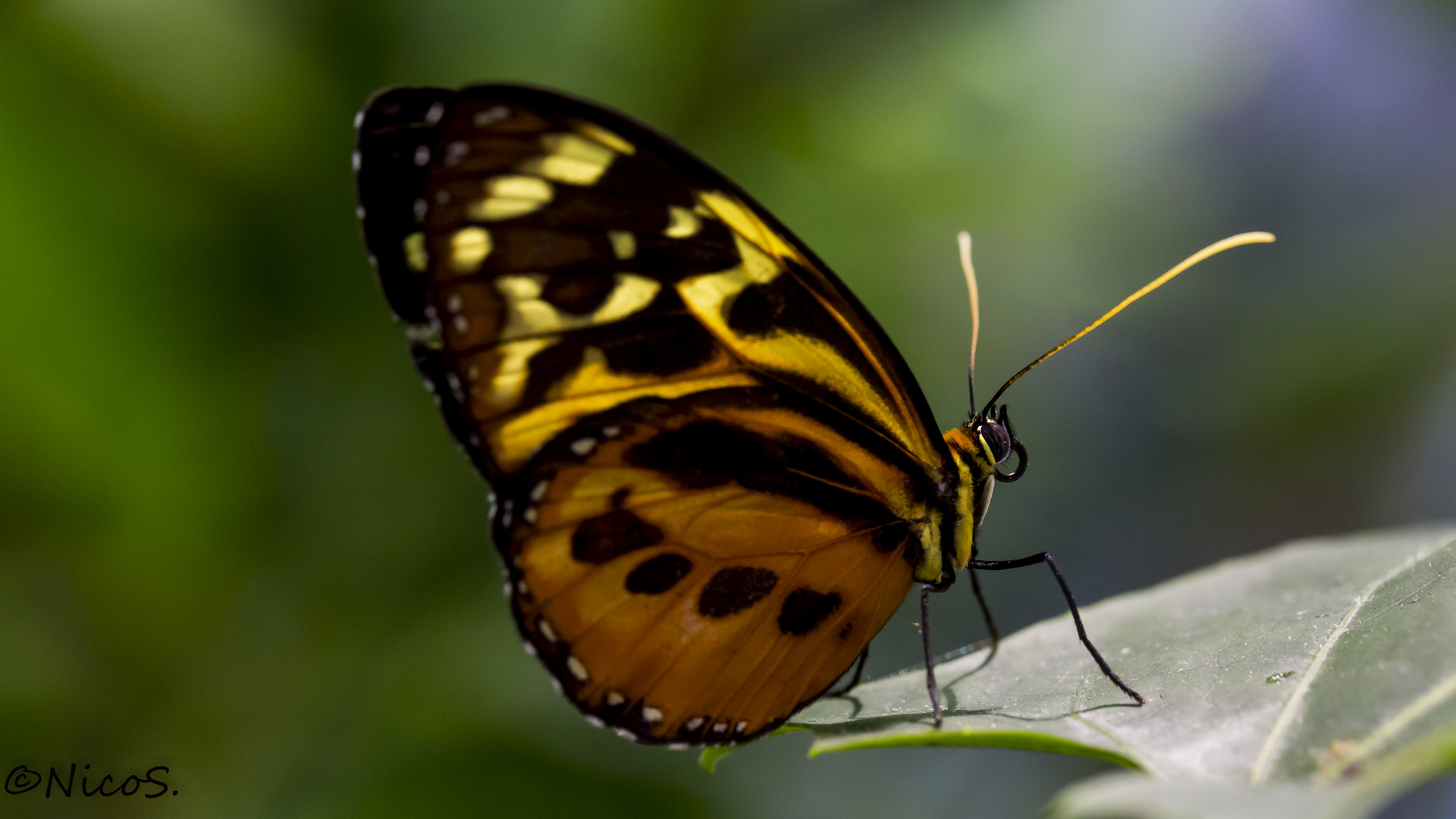 Tithorea harmonia Foto & Bild tiere, wildlife, schmetterlinge Bilder