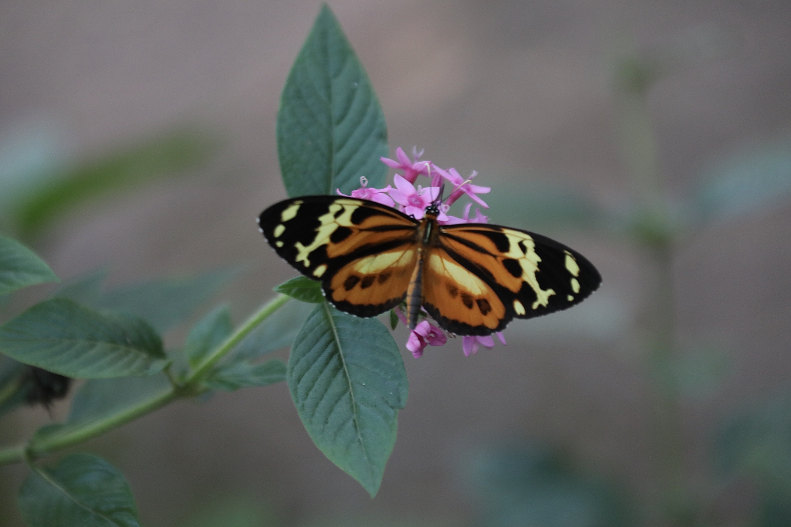 Tithorea harmonia