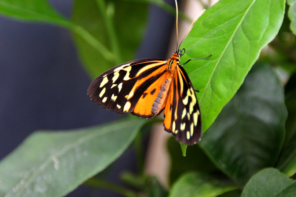 Tithorea harmonia - Tiger Passionsblumenfalter 