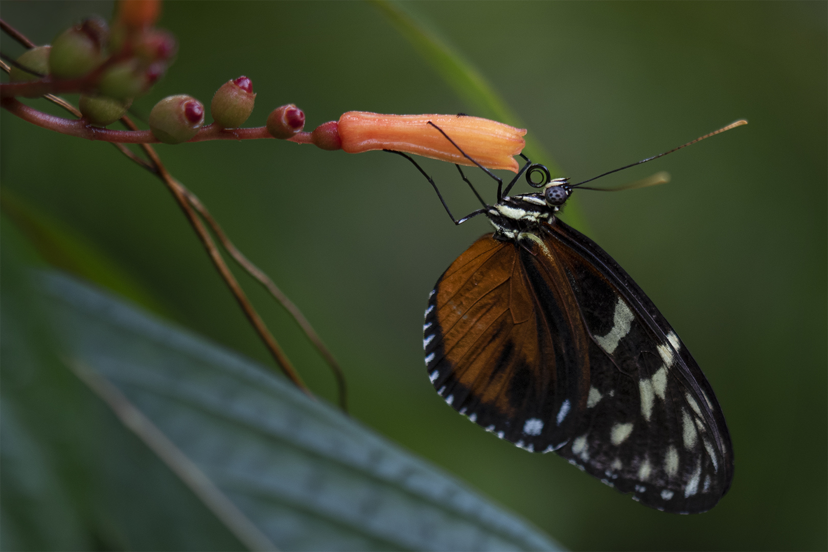 Tithorea tarricina