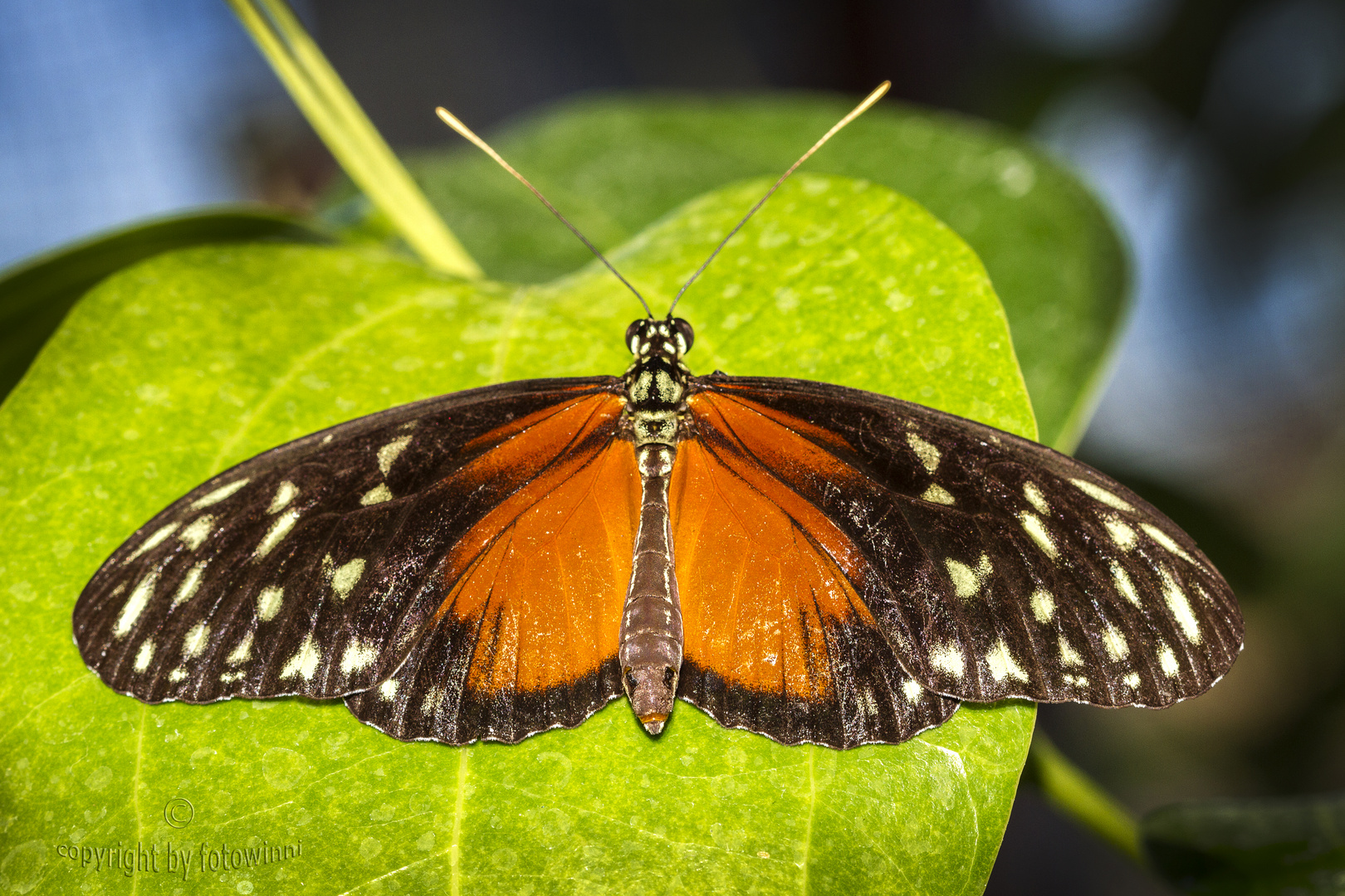 Tithorea tarricina